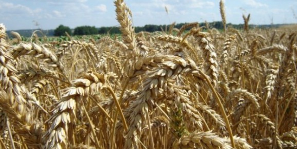 Урожайность украинской пшеницы на треть превысила американскую